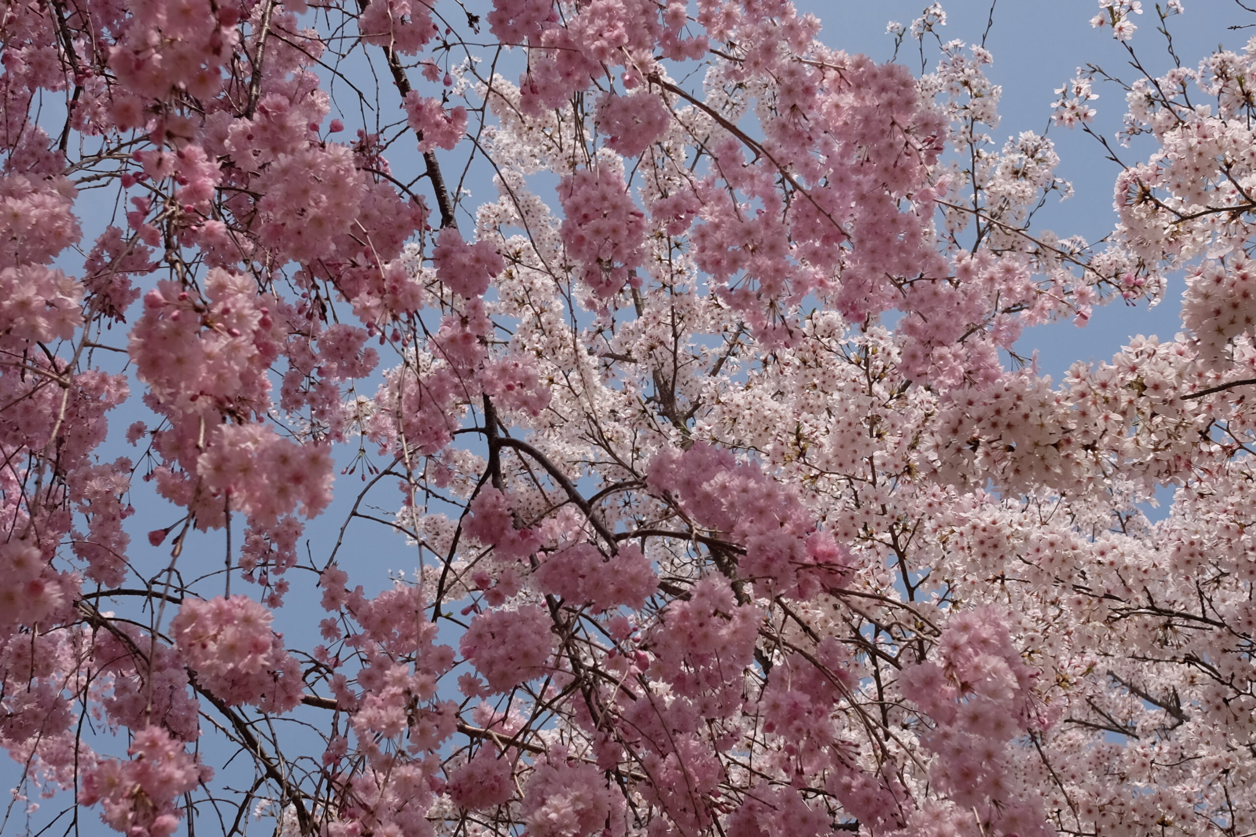 The Spring Sunlight, and Sakura