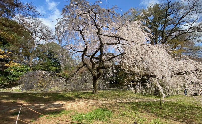 Our Kimono Supported the Beauty of Cherry Blossoms